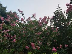 -荔枝公园(福田区)