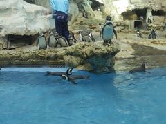 -帝企鹅自助餐厅•儿童岛•真企鹅(长隆企鹅酒店)