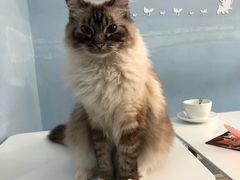 -喵的天空名猫咖啡馆·撸猫·猫舍·用品