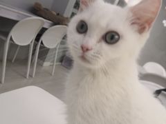 -喵的天空名猫咖啡馆·撸猫·猫舍·用品