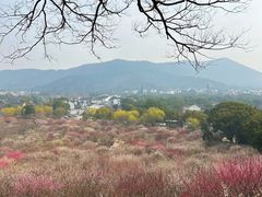 -香雪海