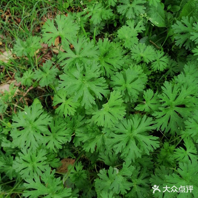 看到一片小草，不知道她的名字，就在一块空地上长开了