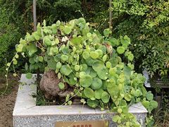 -广州神农草堂中医药博物馆