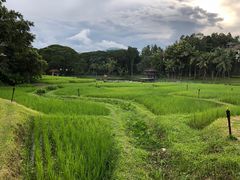 -四季酒店下午茶