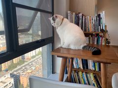 -猫小主咖啡·猫咖cat cafe(福田店)