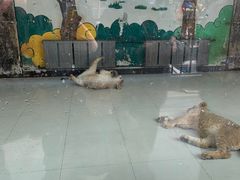 -大连森林动物园