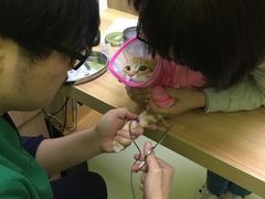 -瑞鹏宠物医院·宠保定点·心脏科·内科(御桥分院)