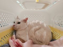 -艾吉宠物医院·疑难杂症转诊中心·猫友好(碧江路院)