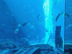 -亚特兰蒂斯•OSSIANO奥西亚诺海底餐厅