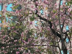 -九龙公园
