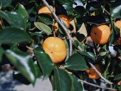 -北马山庄植趣咖啡