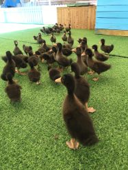 -萌宠亲子动物乐园(槐房万达店)