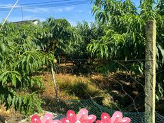 -老袁家蜜桃农场·阳山水蜜桃