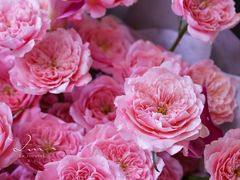 -花生FM_FLOWERS