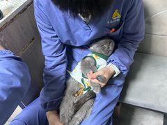 -半岛宠物医院24小时(白果林店)