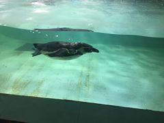 -北戴河圣蓝海洋公园