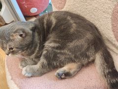 -猫咪派对(江南西店)