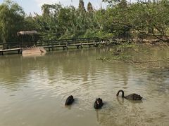 -溱湖国家湿地公园