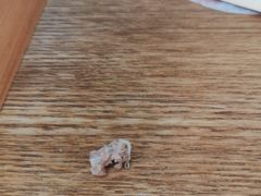 -九园包子(观音桥COSMO店)