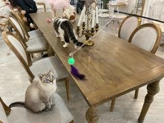 -共舞时光猫咖·狗咖(新街口店)