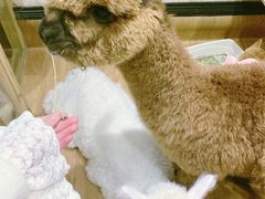 -猫色咖啡·猫咖