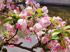 -海棠花溪(元大都城垣遗址公园)