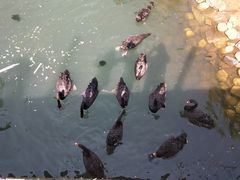 景点-长白岛森林公园