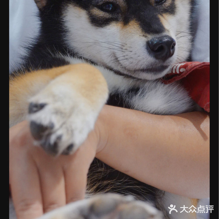 柴喵双全｜才貌双全