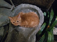 -喵屿·大理花园猫咖