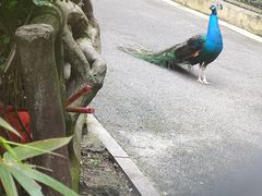 -黔灵山公园