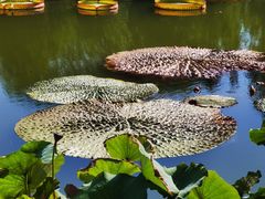 -国家植物园南园