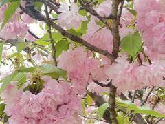 -新虹桥中心花园