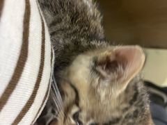 -艾贝尔宠物医院·24H转诊中心·肿瘤猫专科(江宁双龙店)