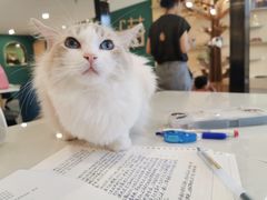 -飞行喵MR PILOT|猫舍·猫咖(静安大融城店)