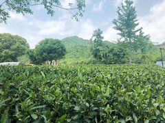 -龙坞茶村
