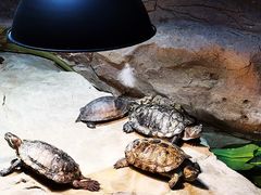 -绿色星球动物主题公园