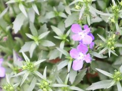 -三圣花乡旅游区