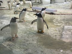 -大连圣亚海洋世界