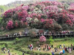-贵州百里杜鹃风景名胜区
