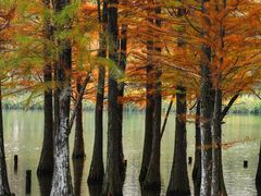 -白鹭湾湿地公园