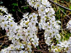 -鹫峰国家森林公园