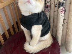 -袖虎·猫馆(体育西路店)