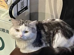 -Mr.Fox狐狸先生超级密室(南山店)