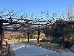 -嘉定紫藤园
