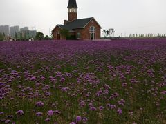 -南通鲜花小镇