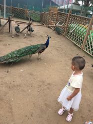 点击看大图 -萌宠亲子动物乐园(槐房万达店)