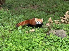 -都江堰中华大熊猫苑