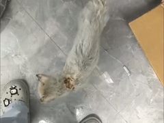 -贝康宠物医院·犬猫全科·小动物特色诊疗中心(东环路店)