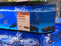 水产区-盒马鲜生(皇庭广场店)
