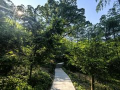 -东明山森林公园